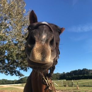 Meet your Posher, Bonnie